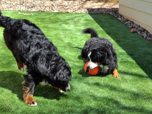Two Bernese Mountain Dogs playing in with a ball. 
