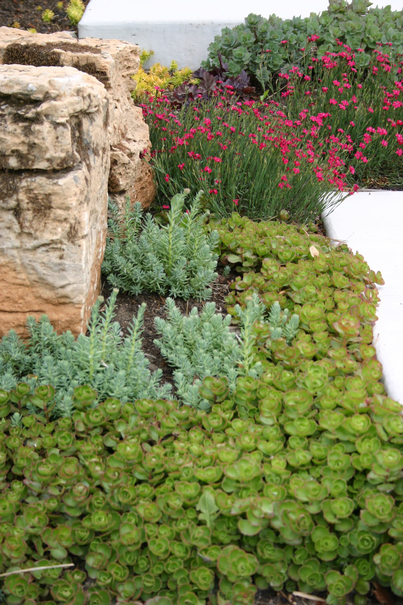 10 Succulents That Make Pretty, Easy-Care Ground Covers