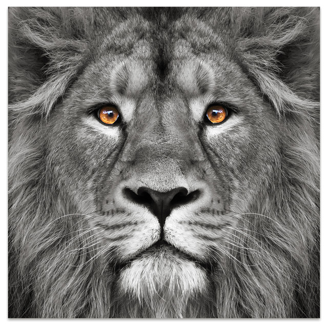 Empire Art Direct King Of The Jungle Lion Frameless Free Floating