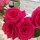 rupal_lamorena