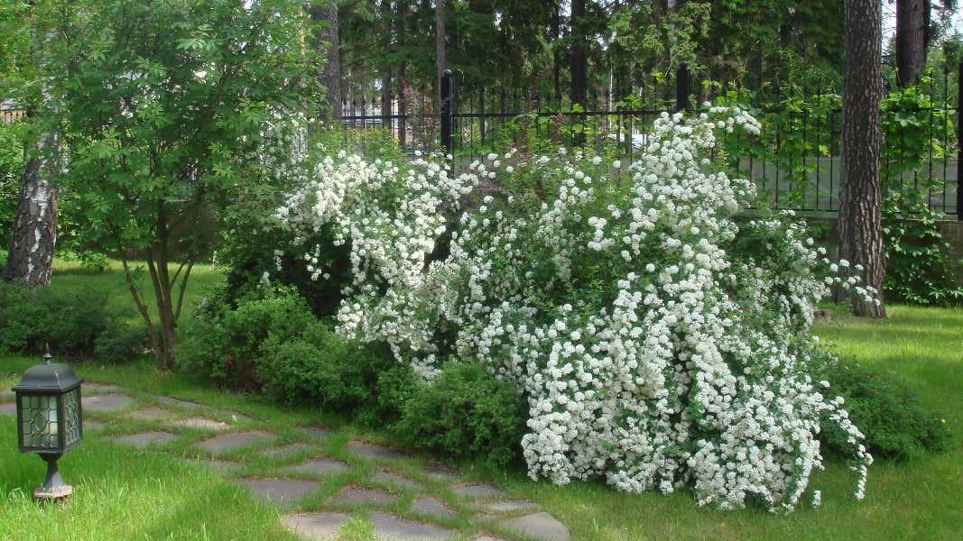 Рублево-Успенское шоссе. 52 сотки.
