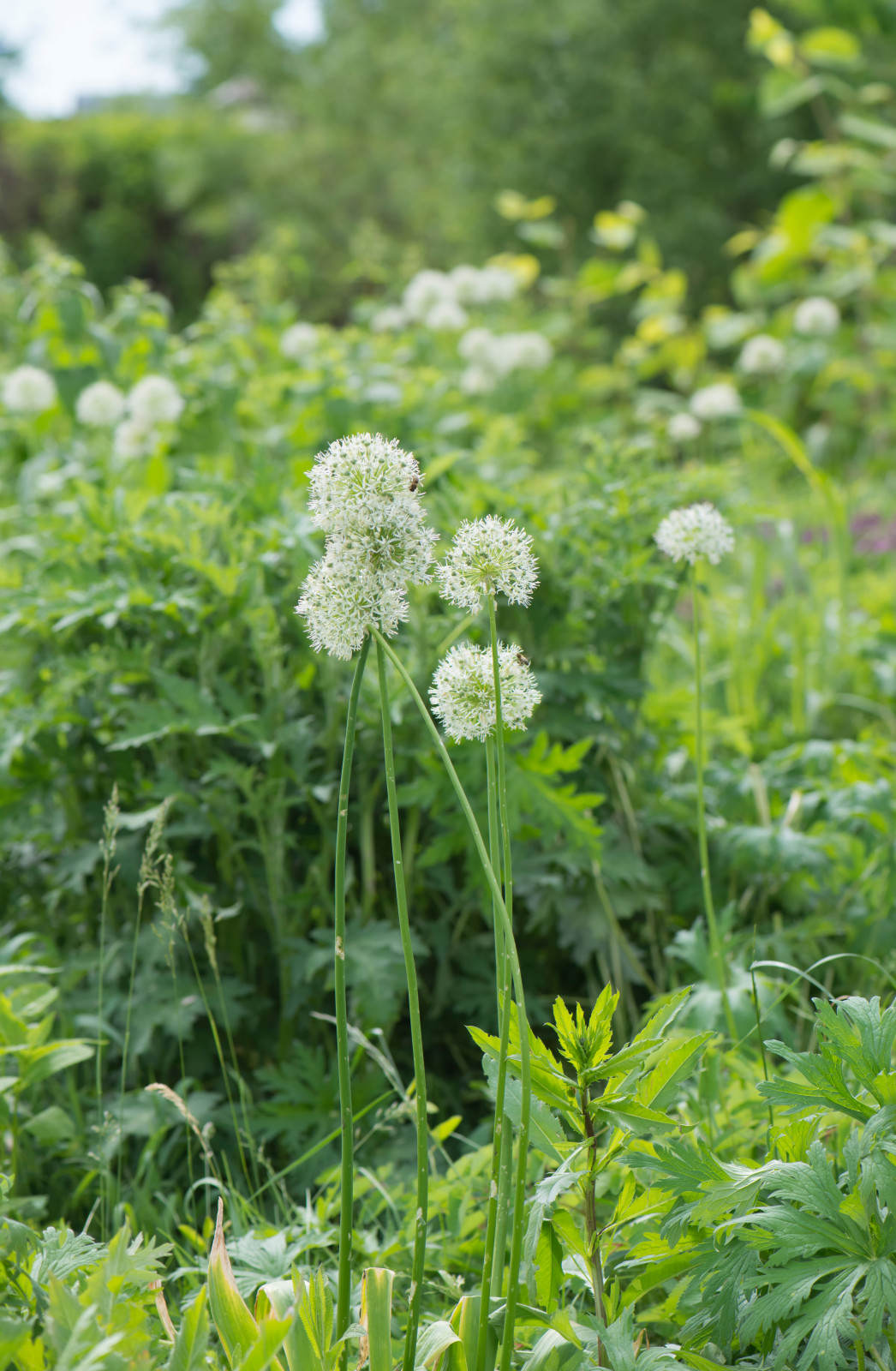 Большой сад в пригороде