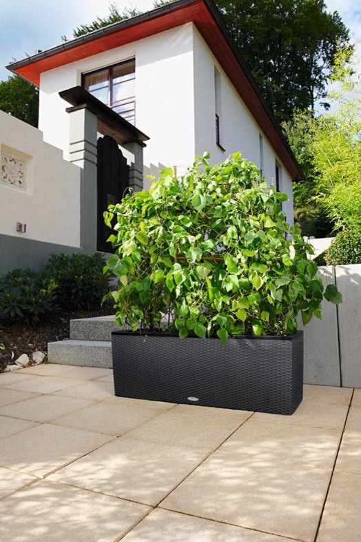 Зеленая перегородка