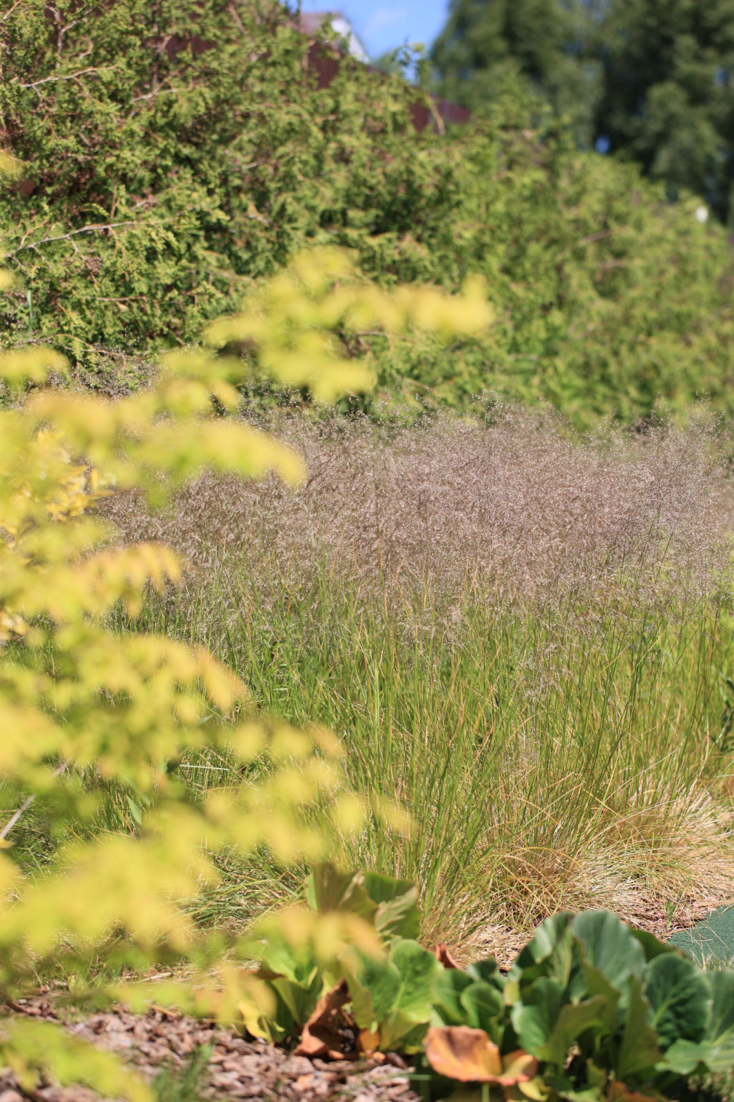 Сад с румянцем