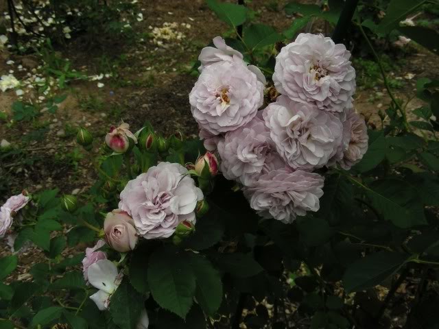 Roses