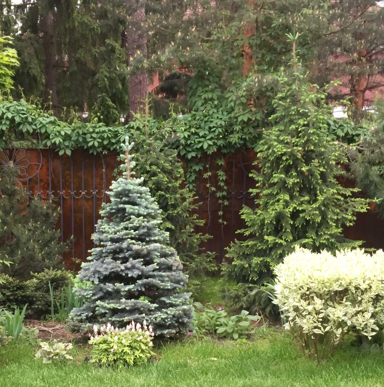 Сосновый Бор 2017-2019