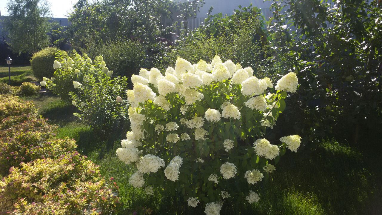 Сад для двоих