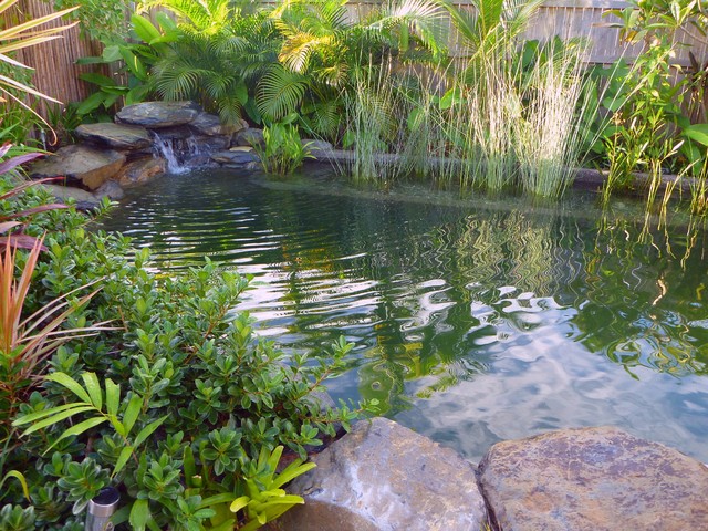 Image result for natural pool