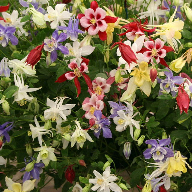 Sweet Caroline Columbine Flower Bulb Collection Pack of 10 Modern