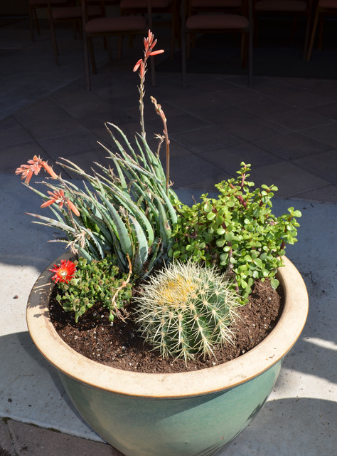 How to Plant a Cactus Container Garden
