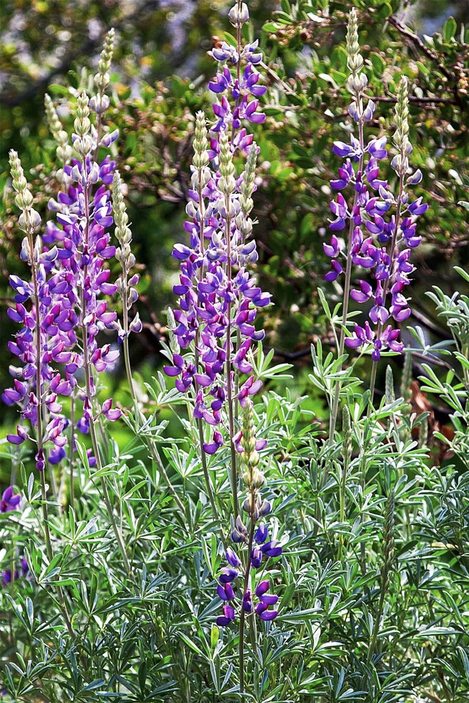 2018 Native Plant Garden Tour - Los Angeles - by Theodore Payne