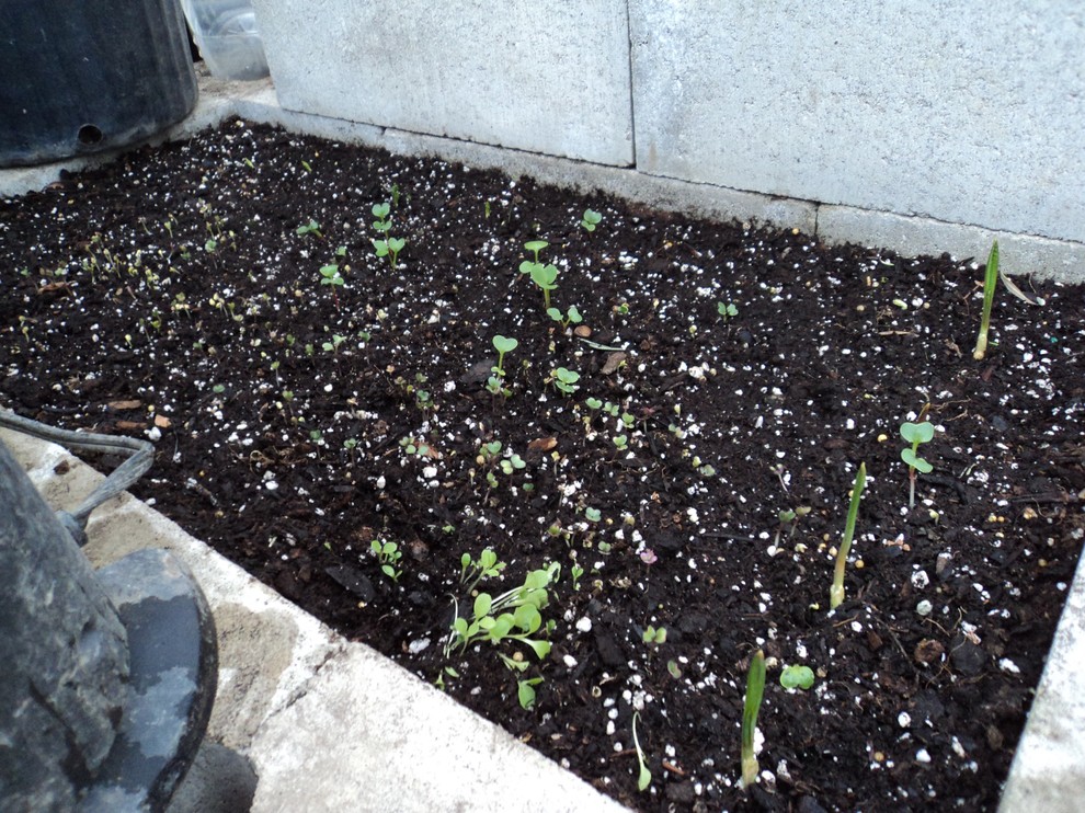 Greenhouse In Zone 5b