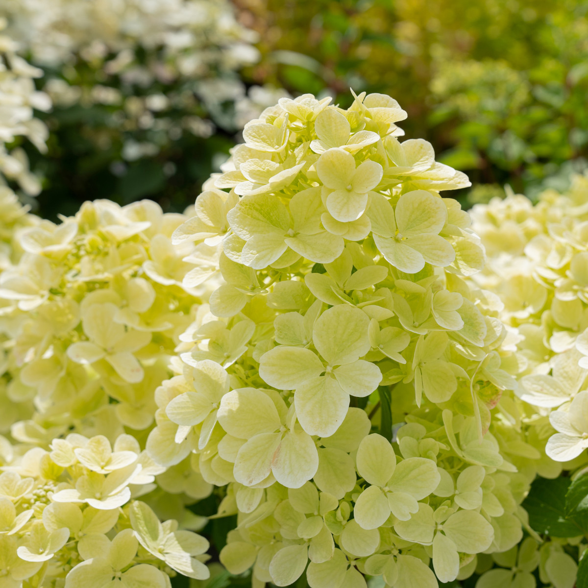 Гортензии для сада премиум-класса