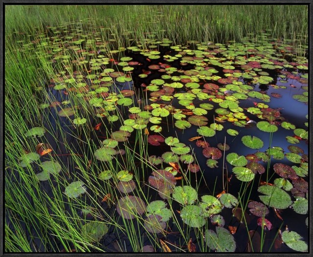 CANVAS Water Lilly Pads and Blooms on Pond Art print POSTER