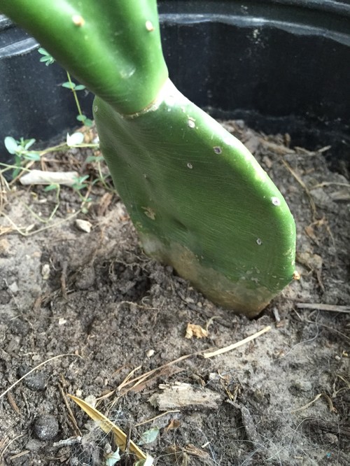 help!! my cactus is falling over