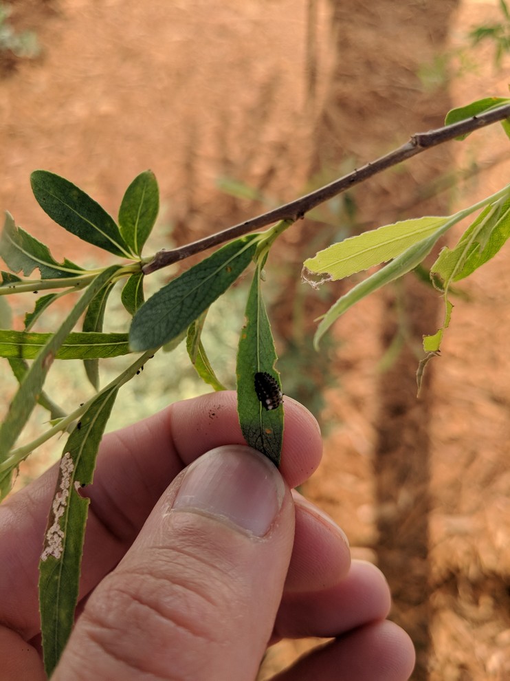 What are these bugs eating my weeping willow?