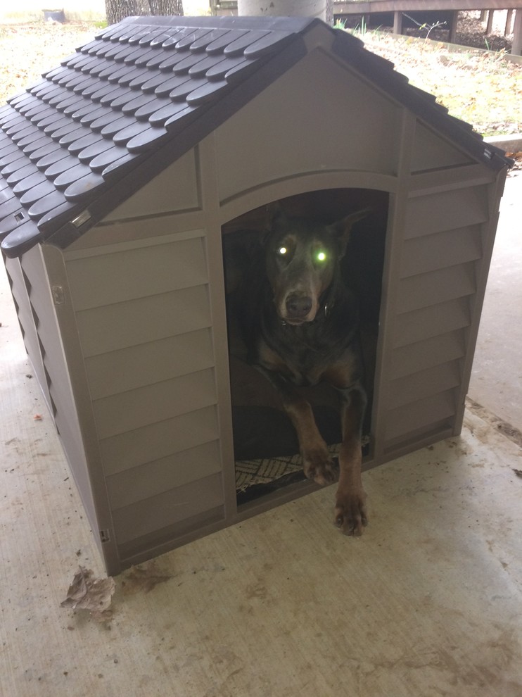 Starplast Large Dog Kennel Plastic Brown Moca 33.8x33.2x32.3 - Dutch Goat