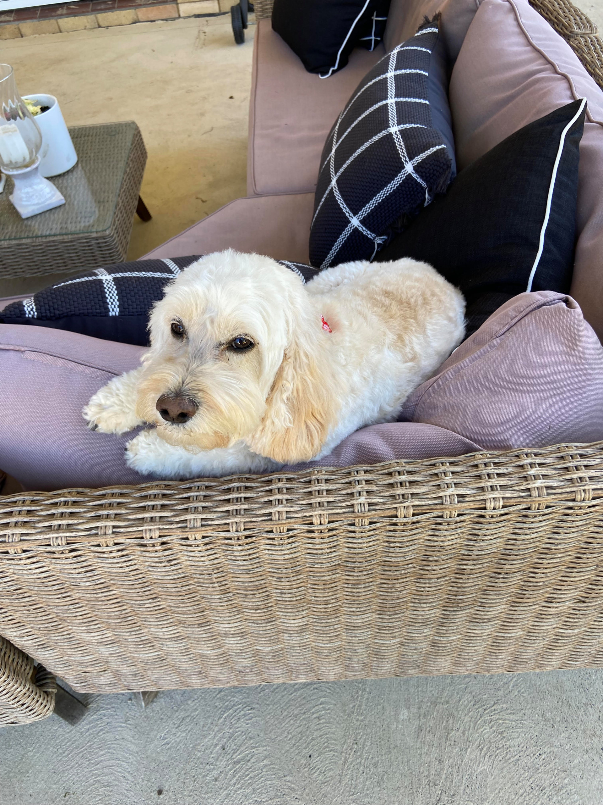 BACKYARD BLISS