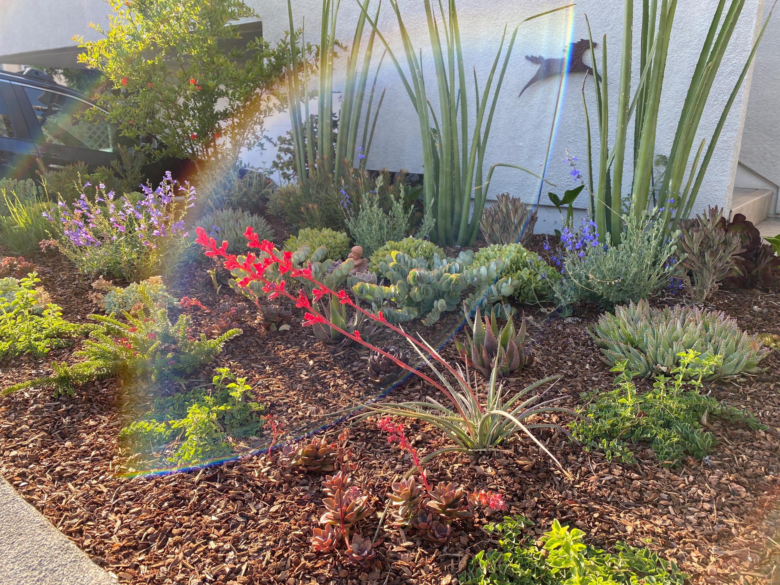 Hermosa Beach, CA: Front Yard Edible Modern Curb Appeal