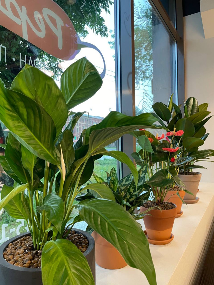 Пиццерия Peperoni г. Санкт-Петербург