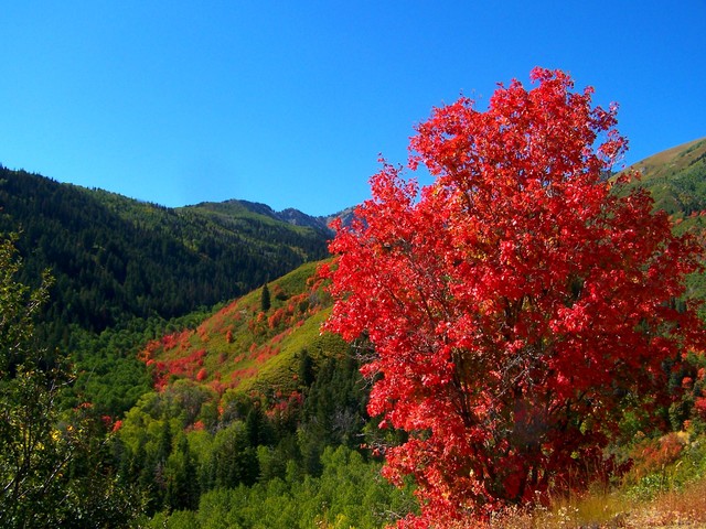 Autumn Style Maple Leaves Fall Colors Red Refrigerator Fridge