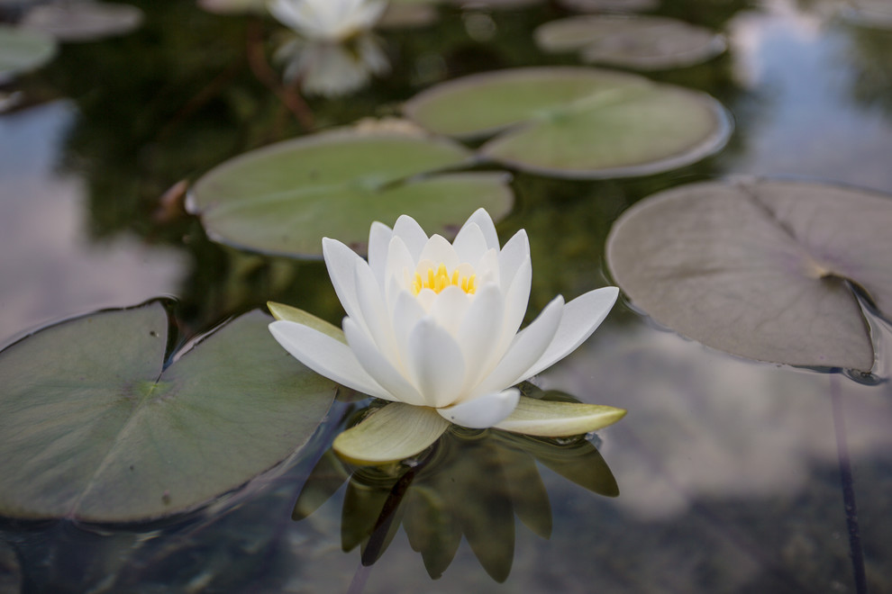 Landhaus Pool in Stuttgart