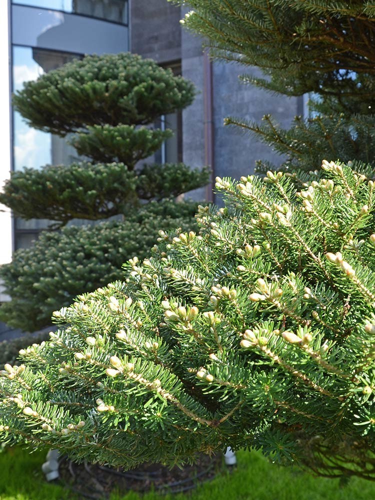 Сад с японским характером в КП Ландшафт