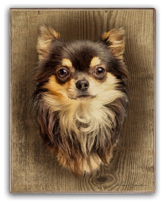 Tricolor Long Haired Chihuahua Portrait Birch Wood Print