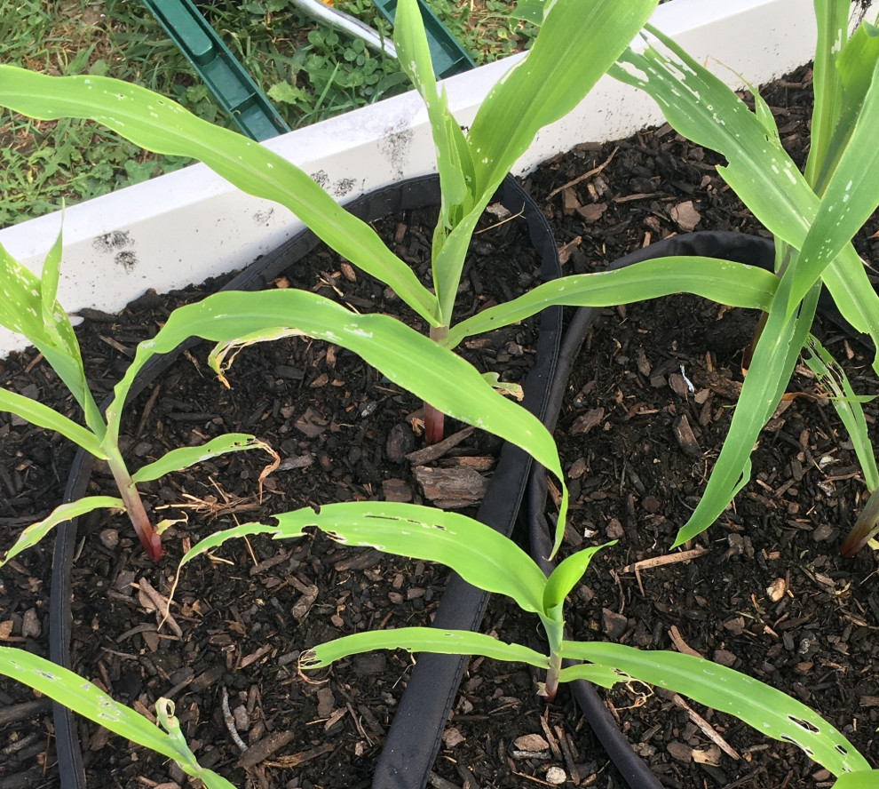 What is eating our corn plants?