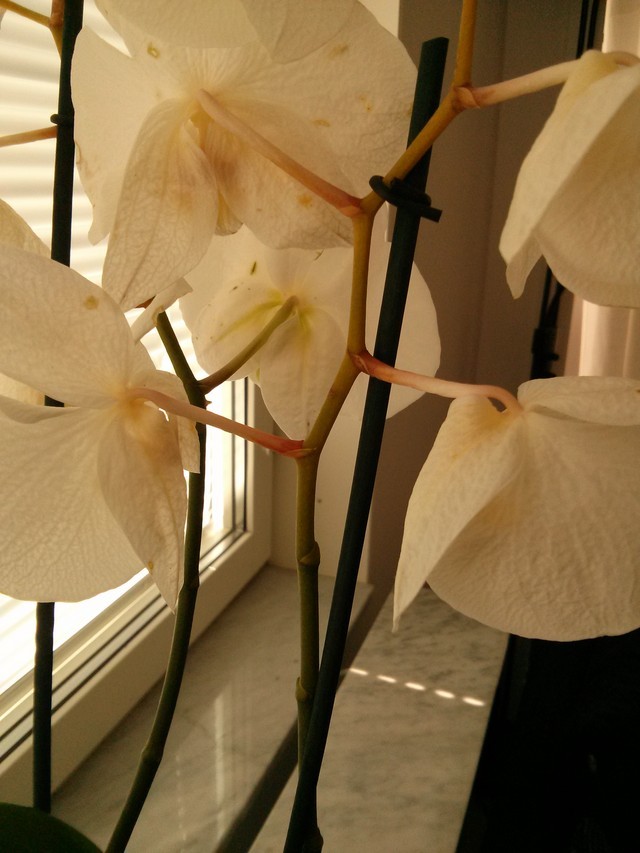 My orchids branches are turning yellow and dying
