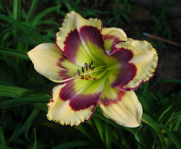 Misty Monday's first flowers open