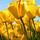 webuser_601198183