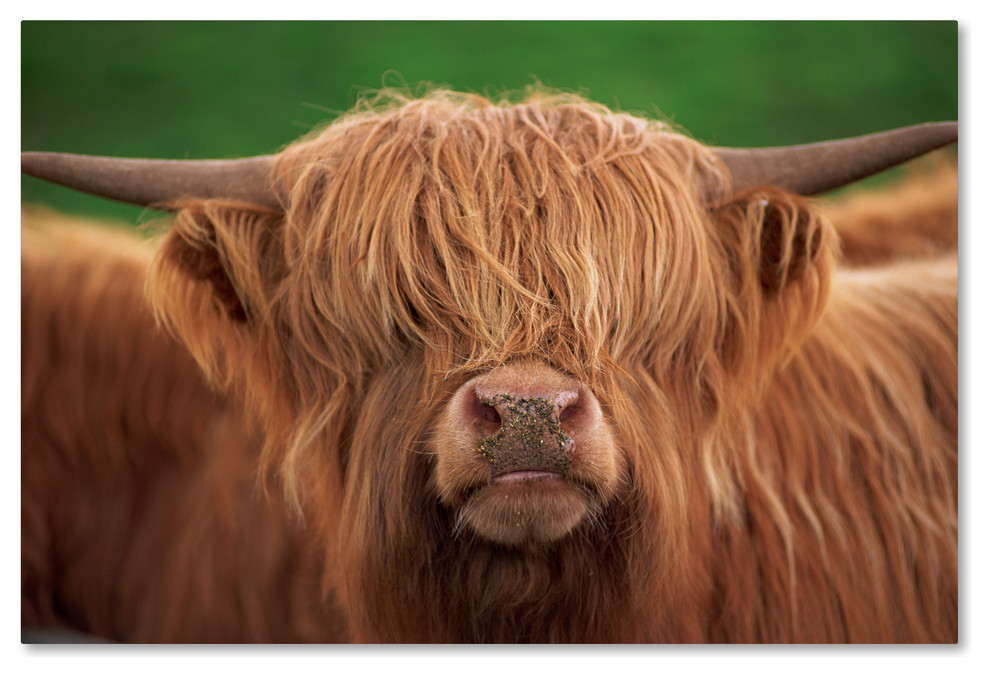 "Yak" by Robert Harding Picture Library, Canvas Art, 12"x19"