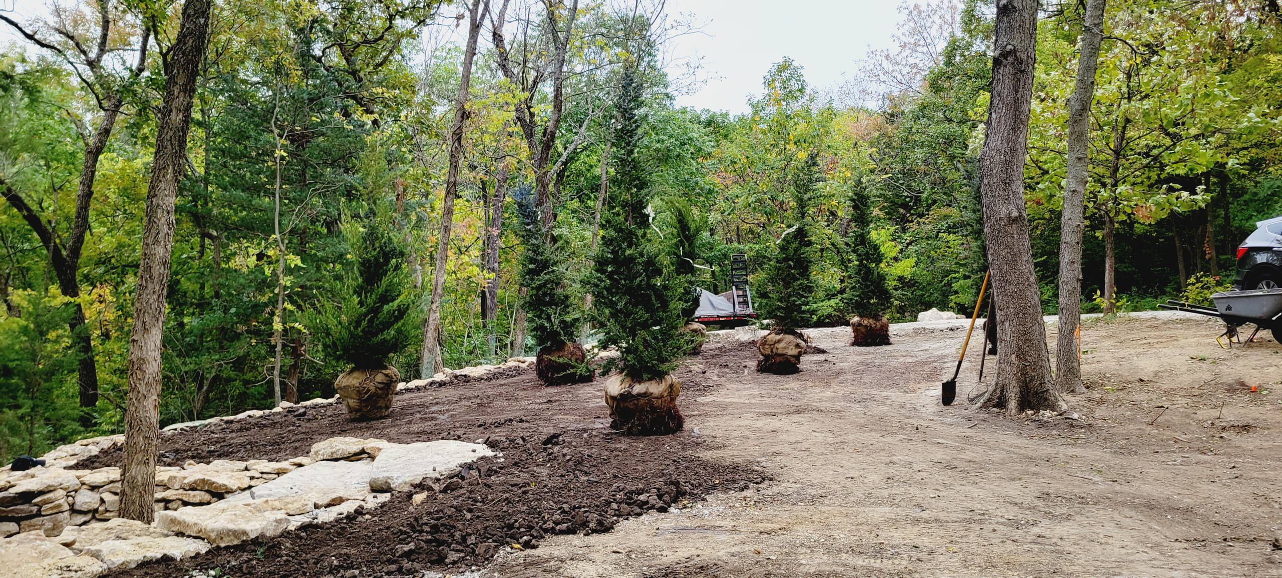 Woodland Restoration