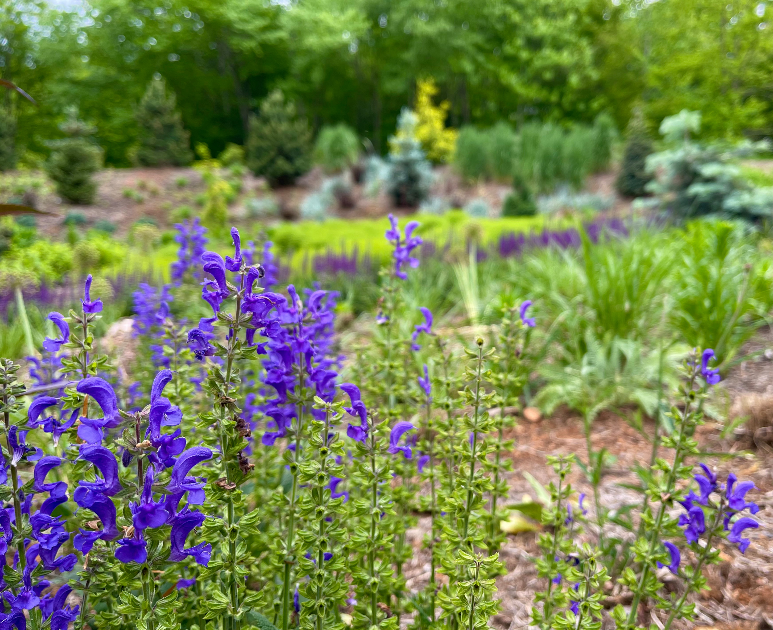 Layers of salvia