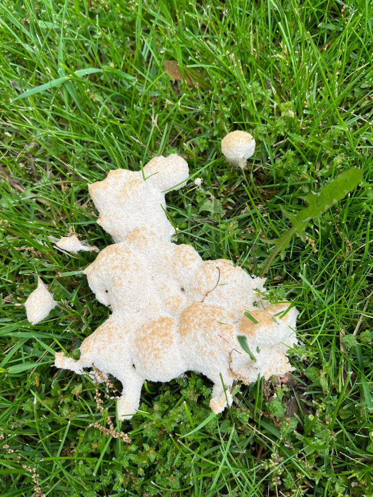 Does anyone know what this marshmallowlike thing is on my lawn?