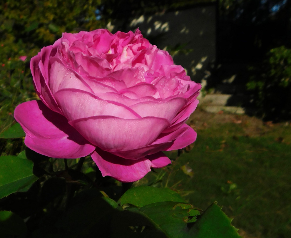 "De la Vina Mystery"