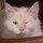 Last commented by Alix Kalishnikova
