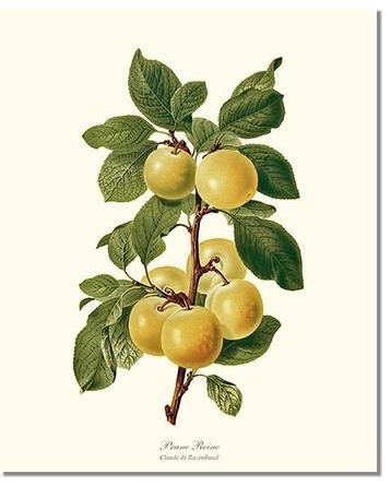Vintage Plums Print Digital Download  Jpeg of Vintage Plums  Plant and Botanical Images  Vintage Fruit Prints