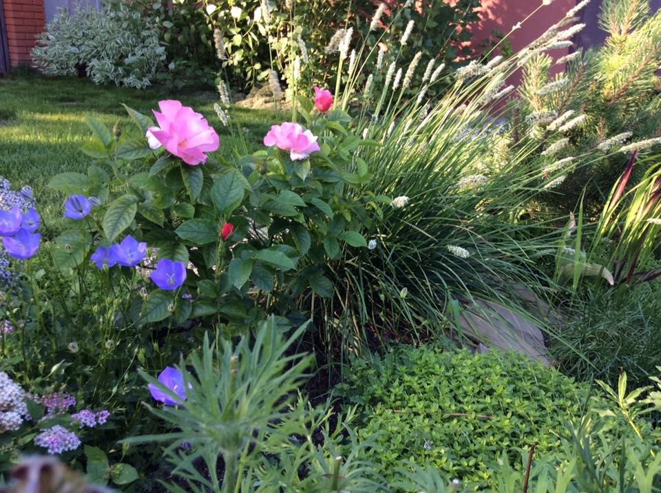 САДИК НА ЛАДОШКЕ 2016