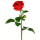 lillian_woodard38