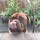 nicky_wilson52