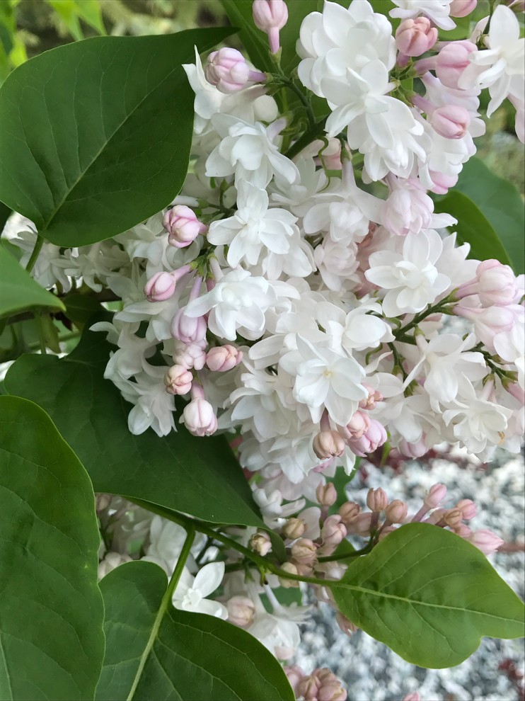 Легкий фьюжн 0.25 га