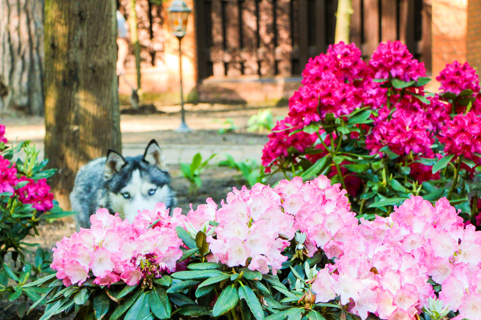 Баковка, 2018 г.