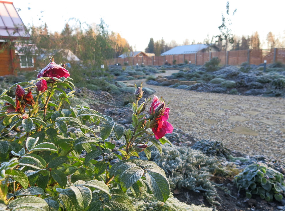 ЯГОДНОЕ ЛУКОШКО. СЕЗОН 2016. ПРЕДЗИМЬЕ. ПЕРВЫЕ ЗАМОРОЗКИ.