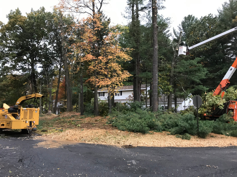 Tree Removal