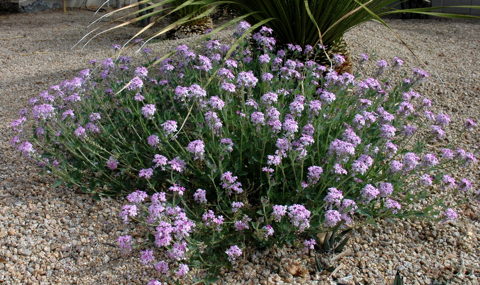 Mediterraner Garten in Phoenix
