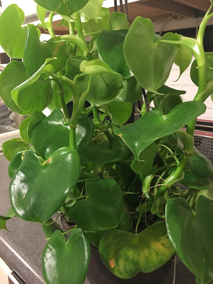 king size plants Philodendron Emerald King 4