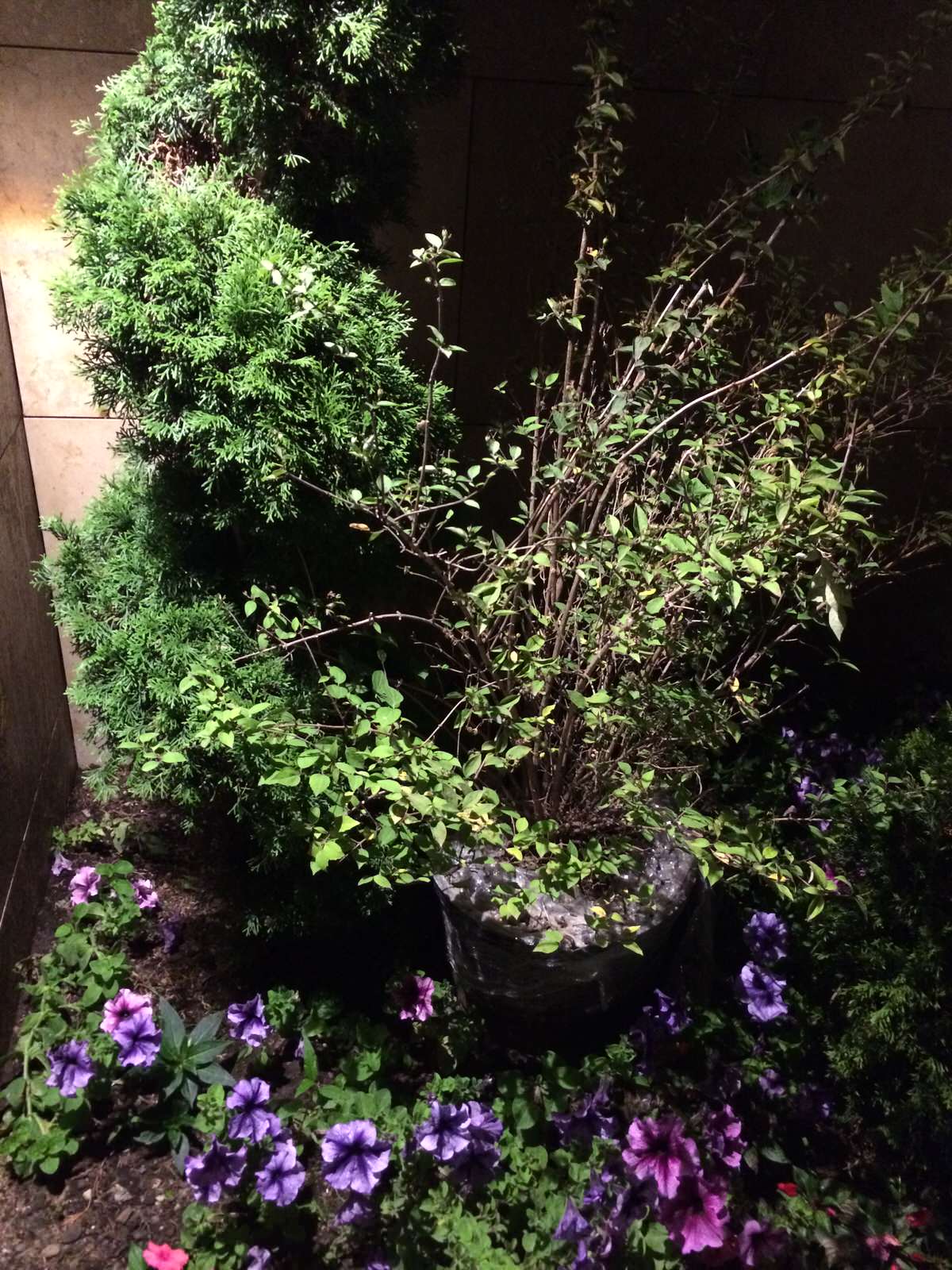 Светодиодное ландшафтное освещение пос. Росинка