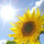 ungiornodisole